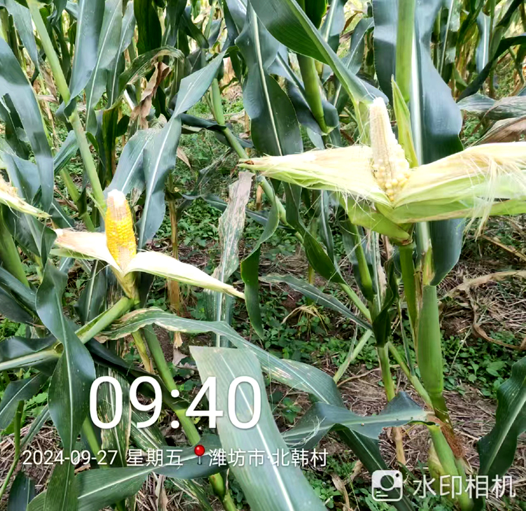 山东安丘:施用撒可富肥料，造成110亩玉米几近绝产 农户质疑质