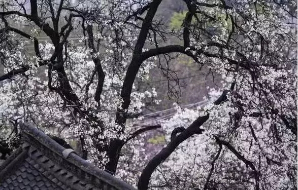 花美、云美、山美、冰美：新乡轿顶山