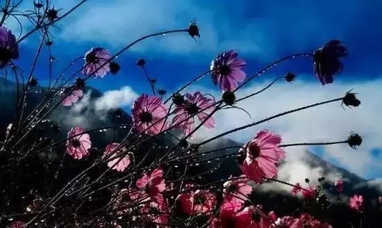 花美、云美、山美、冰美：新乡轿顶山