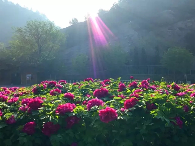 龙门牡丹花正开！