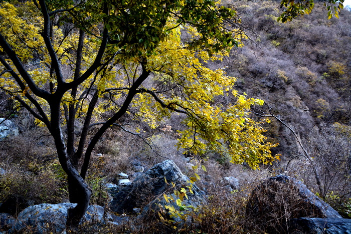 金祖山奇石奇树奇泉奇景