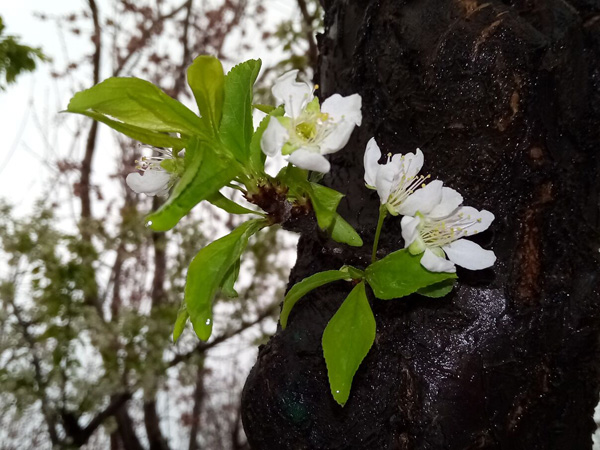 清明时分雨雪加，海棠公园看繁花