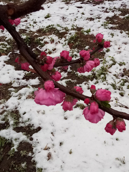 清明时分雨雪加，海棠公园看繁花