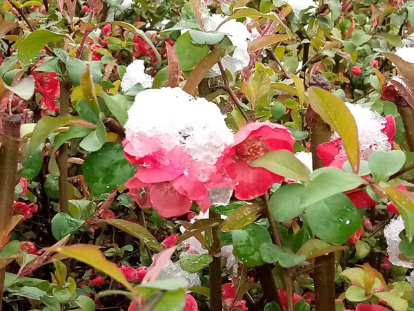 清明时分雨雪加，海棠公园看繁花