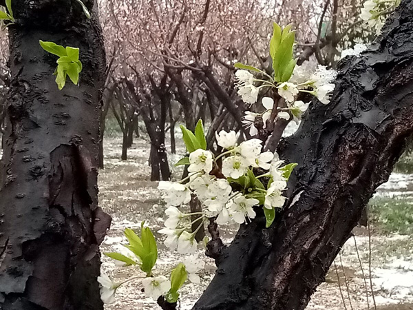 清明时分雨雪加，海棠公园看繁花