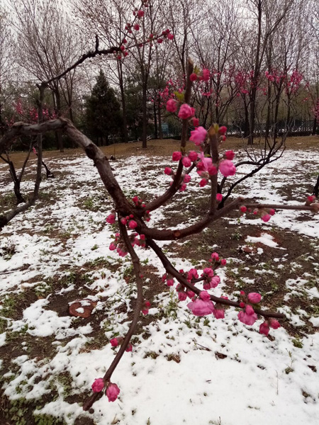 清明时分雨雪加，海棠公园看繁花