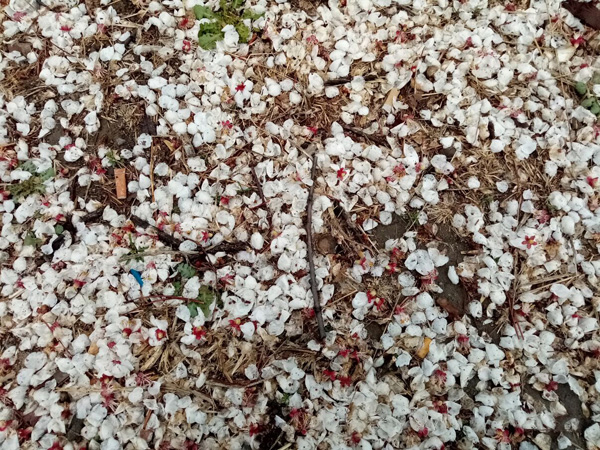 清明时分雨雪加，海棠公园看繁花
