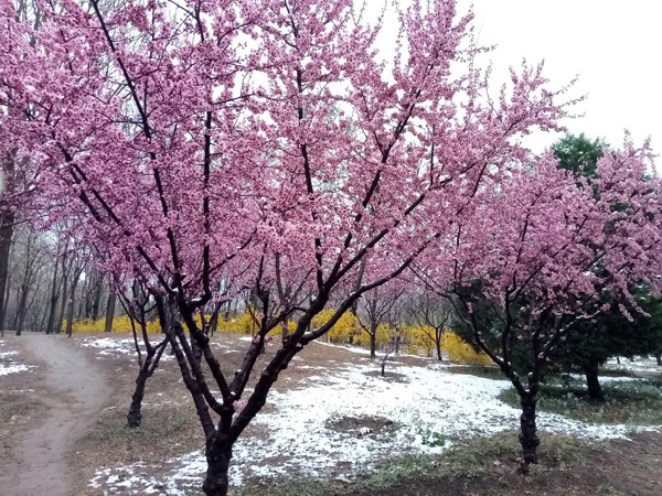 清明时分雨雪加，海棠公园看繁花