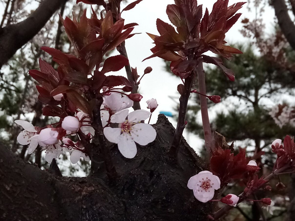 清明时分雨雪加，海棠公园看繁花