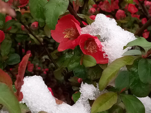 清明时分雨雪加，海棠公园看繁花