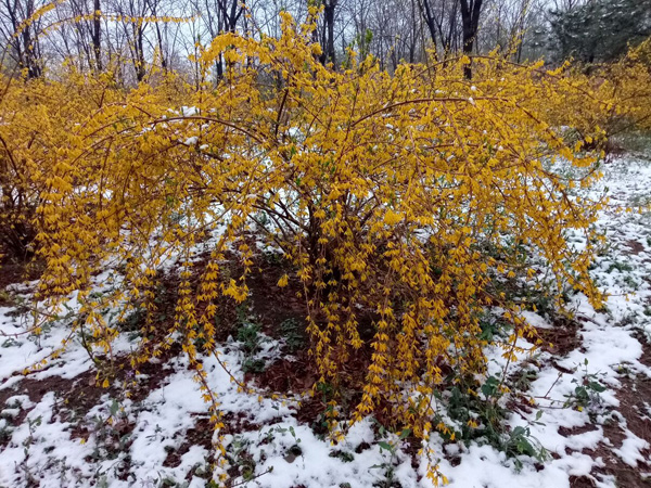 清明时分雨雪加，海棠公园看繁花