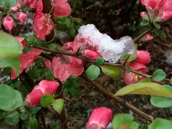 清明时分雨雪加，海棠公园看繁花