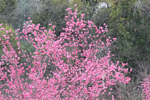 成都植物园春来早 赏花时正好 成都植物园春来早 赏花时正好