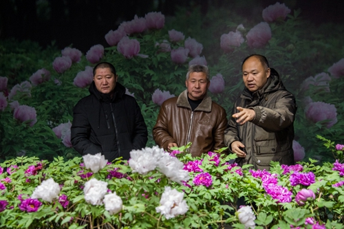 山西省牡丹园“首届迎新春牡丹鲜花展”完美收官
