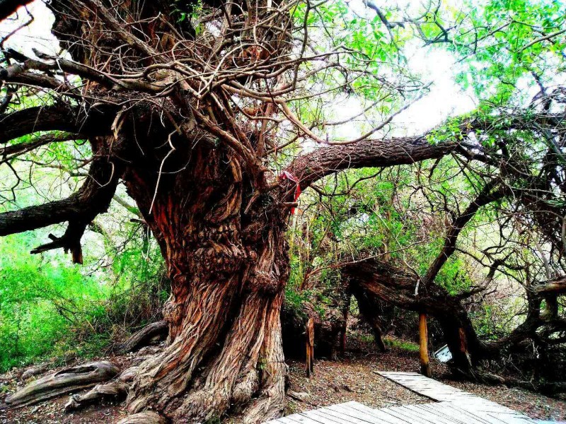 笑琰摄影:天山神木园(新疆阿克苏地区温宿)