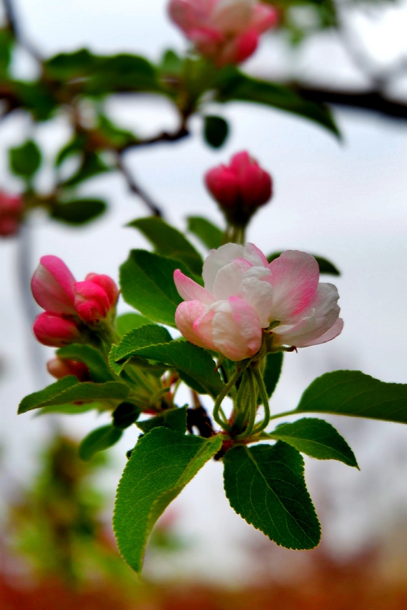 孙建军摄影:“花之贵妃”——诗词里的海棠花