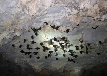 西南喀斯特洞穴蝙蝠尸体上发现致命真菌新种
