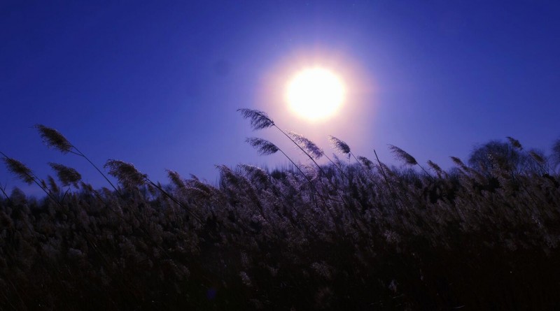 笑琰摄影:芦苇萧疏天气清 笑琰摄影:芦苇萧疏天气清