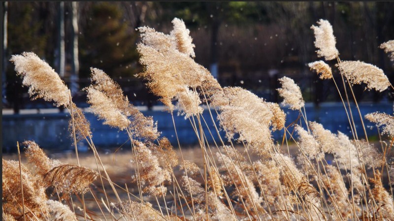 笑琰摄影：芦苇萧疏天气清