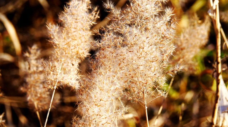 笑琰摄影:芦苇萧疏天气清 笑琰摄影:芦苇萧疏天气清