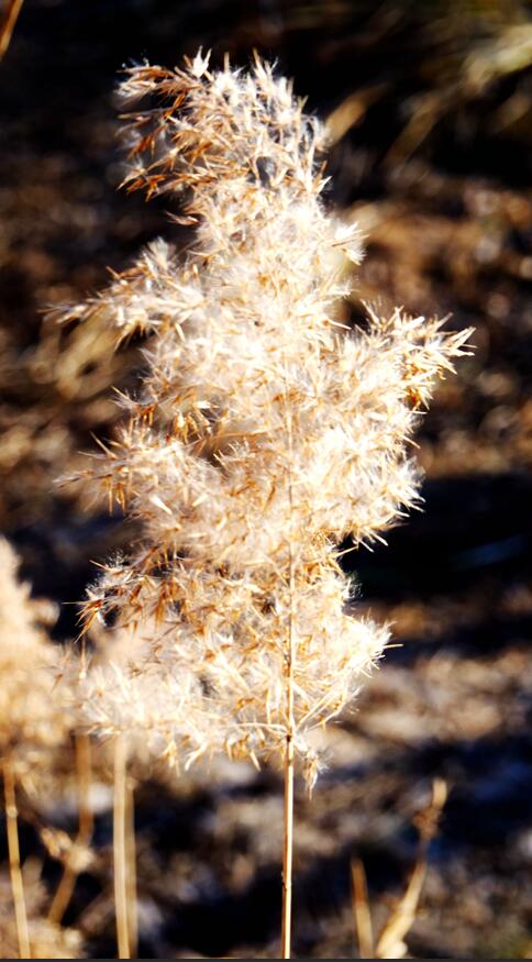 笑琰摄影:芦苇萧疏天气清 笑琰摄影:芦苇萧疏天气清
