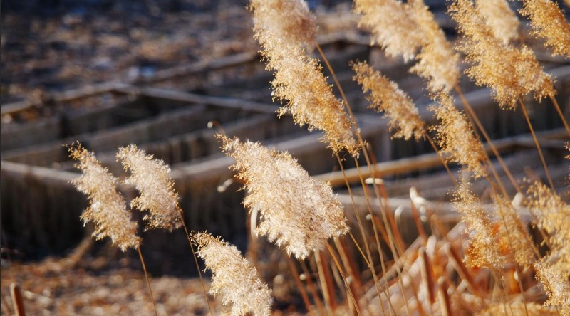笑琰摄影:芦苇萧疏天气清 笑琰摄影:芦苇萧疏天气清