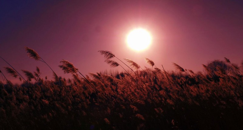 笑琰摄影:芦苇萧疏天气清 笑琰摄影:芦苇萧疏天气清