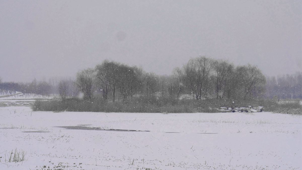 笑琰摄影：春雪野鸭图