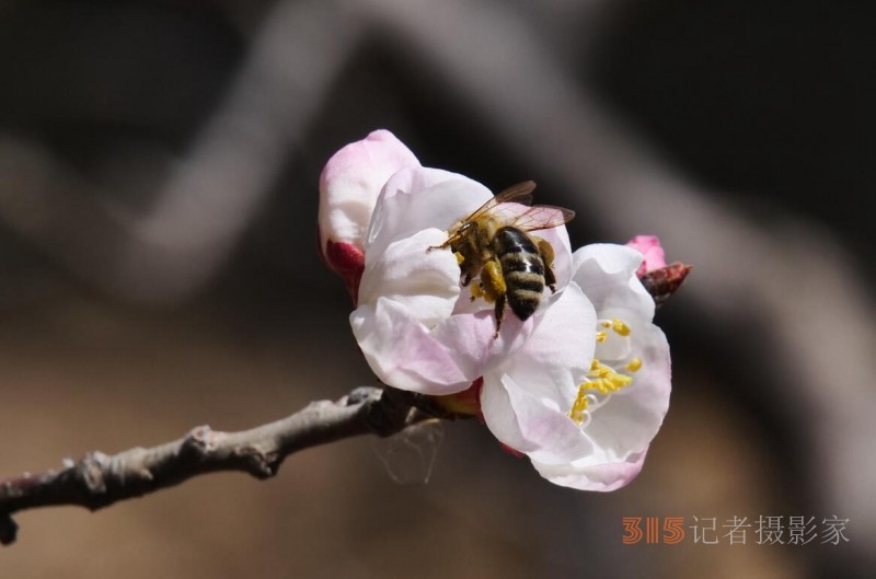 春花灿烂：笑琰摄