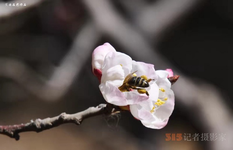 春花灿烂：笑琰摄