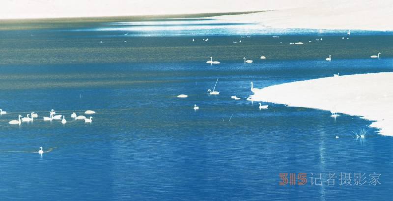 笑琰摄影:南海子公园大雁和白天鹅 笑琰摄影:南海子公园大雁和白天鹅