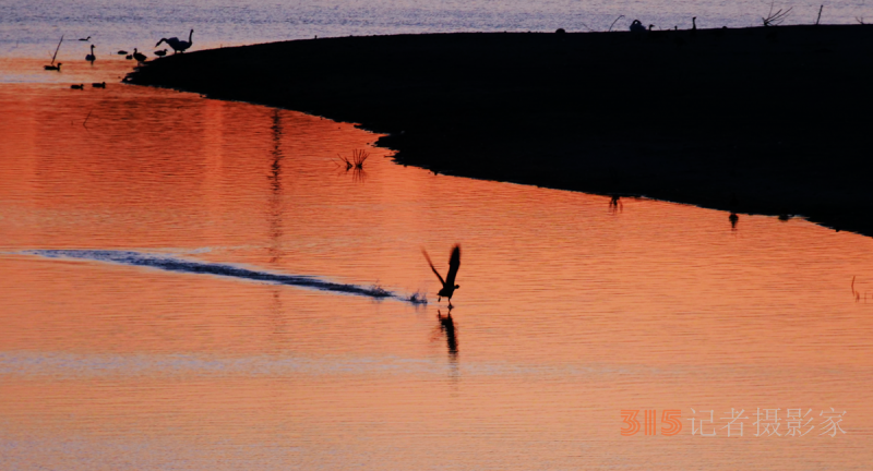 笑琰摄影：南海子公园大雁和白天鹅