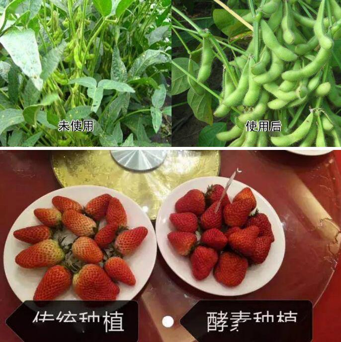 岛本酵素,酵素农业发起人,打造农业生态健康发展新模式 岛本酵素,酵素农业发起人,打造农业生态健康发展新模式