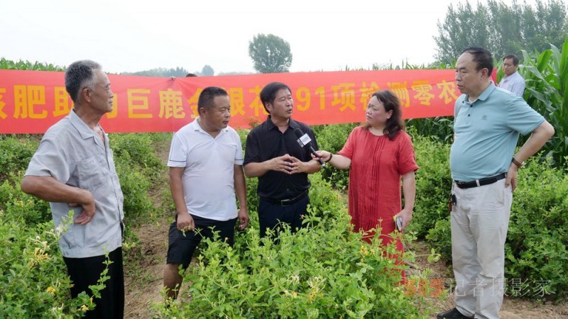 碳氢科技核肥技术助力巨鹿县金银花种植户零农残喜茯丰收 碳氢科技核肥技术助力巨鹿县金银花种植户零农残喜茯丰收