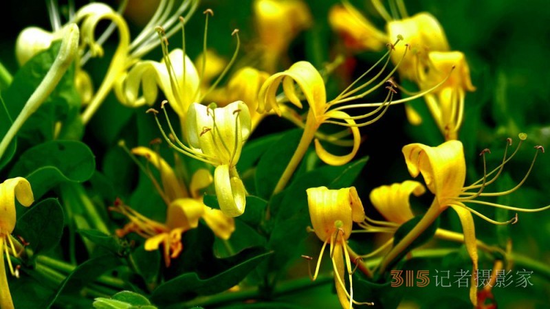 碳氢科技核肥技术助力巨鹿县金银花种植户零农残喜茯丰收 碳氢科技核肥技术助力巨鹿县金银花种植户零农残喜茯丰收