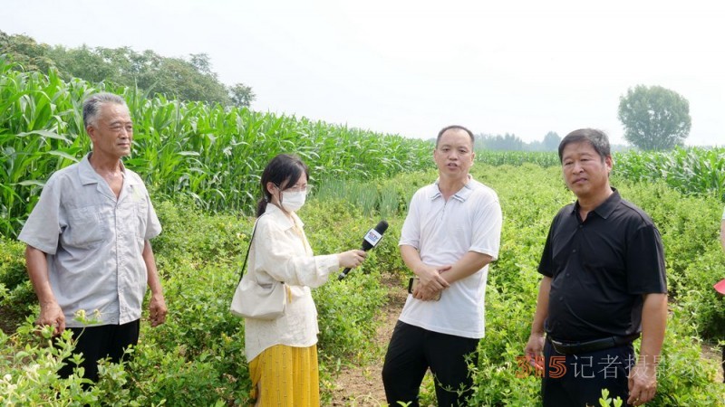 碳氢科技核肥技术助力巨鹿县金银花种植户零农残喜茯丰收 碳氢科技核肥技术助力巨鹿县金银花种植户零农残喜茯丰收