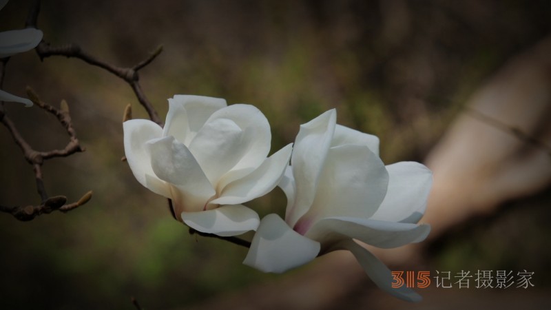 笑琰摄影：春日又花开 鸟儿鸣绿柳