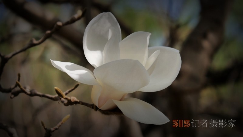 笑琰摄影：春日又花开 鸟儿鸣绿柳
