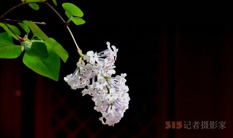 笑琰摄影:法源寺丁香白紫海棠新 笑琰摄影:法源寺丁香白紫海棠新