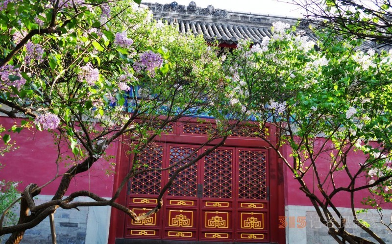 笑琰摄影:法源寺丁香白紫海棠新 笑琰摄影:法源寺丁香白紫海棠新
