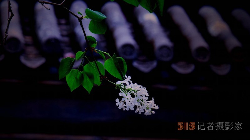 笑琰摄影:法源寺丁香白紫海棠新 笑琰摄影:法源寺丁香白紫海棠新
