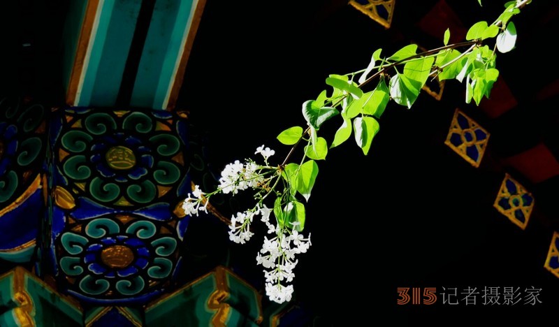 笑琰摄影:法源寺丁香白紫海棠新 笑琰摄影:法源寺丁香白紫海棠新