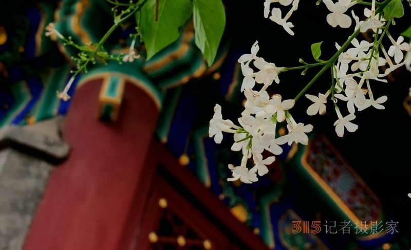 笑琰摄影:法源寺丁香白紫海棠新 笑琰摄影:法源寺丁香白紫海棠新