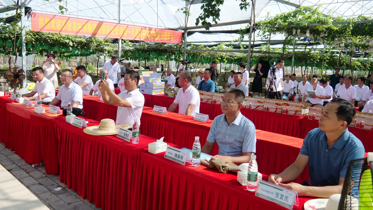 葡萄园里助农忙——碳氢核肥碳氢葡萄现场观摩会在福建福安象环村召开