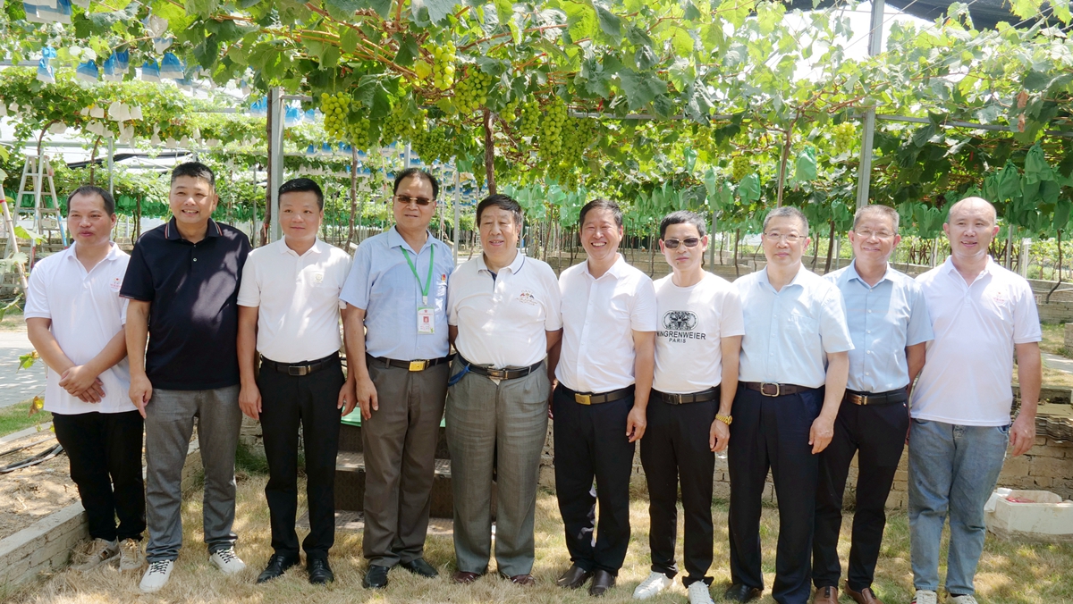 葡萄园里助农忙——碳氢核肥碳氢葡萄现场观摩会在福建福安象环村召开