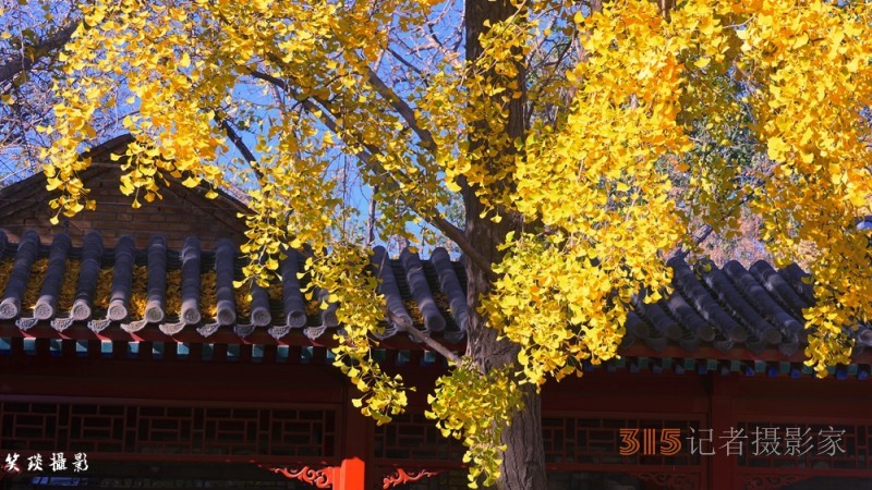 诗画摄影:癸卯重阳日公园感怀 诗画摄影:癸卯重阳日公园感怀