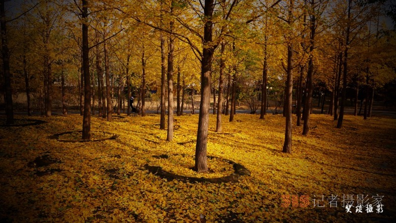 诗画摄影:癸卯重阳日公园感怀 诗画摄影:癸卯重阳日公园感怀