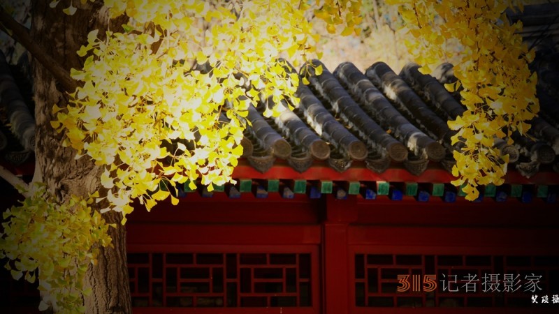 诗画摄影:癸卯重阳日公园感怀 诗画摄影:癸卯重阳日公园感怀