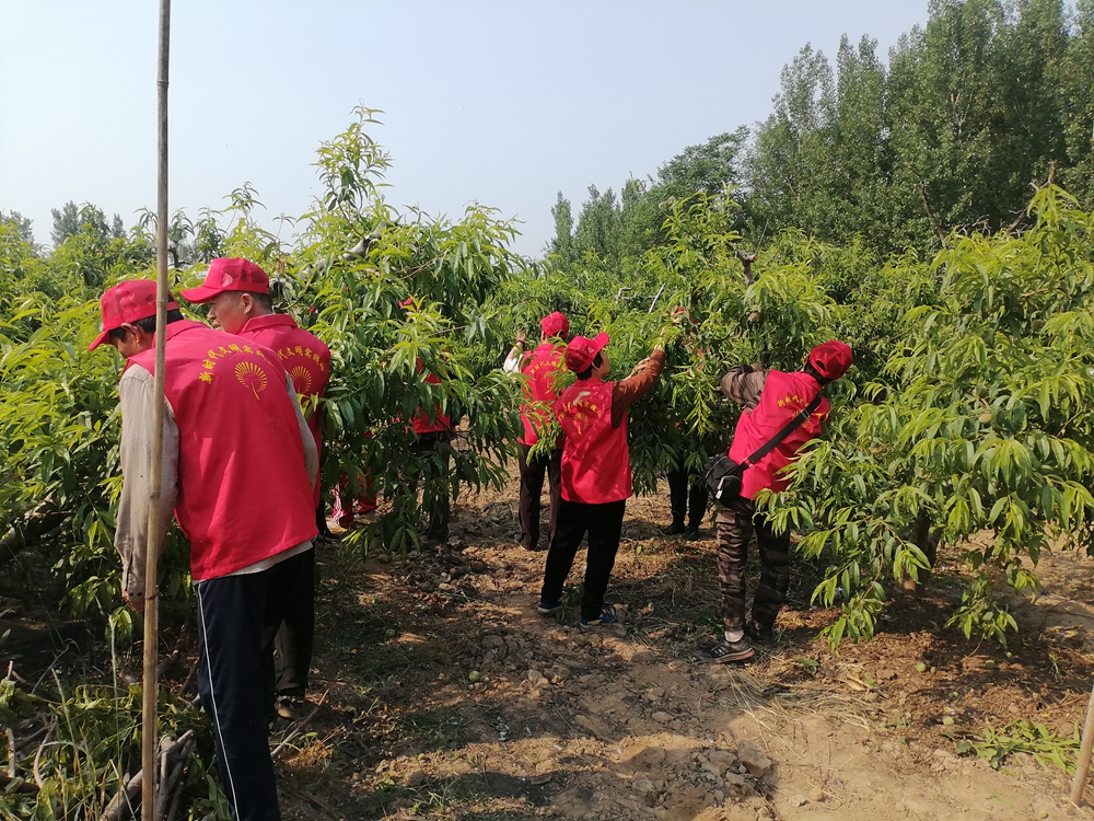 德州保店镇:志愿红助力黄桃基地疏果 共绘乡村振兴新图景 德州保店镇:志愿红助力黄桃基地疏果 共绘乡村振兴新图景