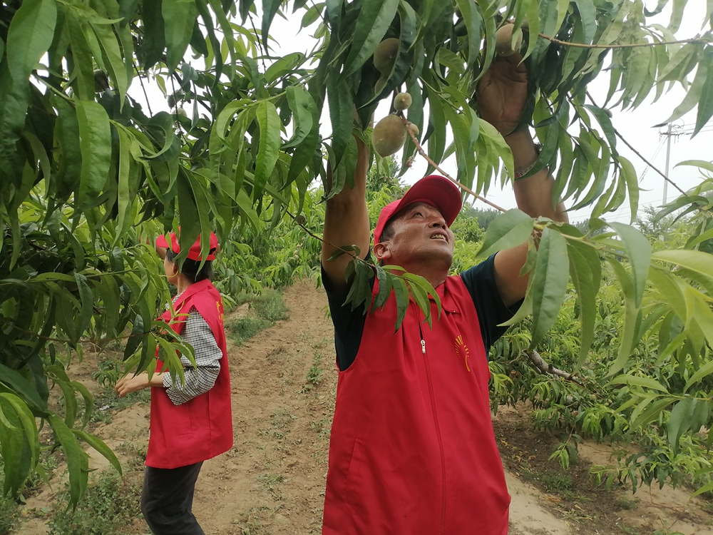 德州保店镇:志愿红助力黄桃基地疏果 共绘乡村振兴新图景 德州保店镇:志愿红助力黄桃基地疏果 共绘乡村振兴新图景